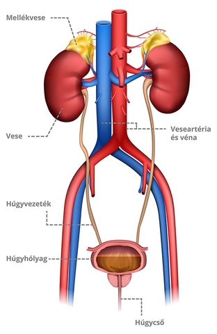 vese szív egészségügyi hírek