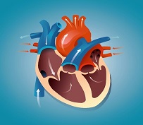 Szabálytalan a szívverése, bedobban a szíve? Így kezelhető a a szívritmuszavar